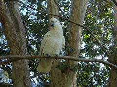Cacatua galerita