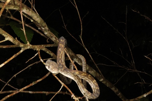Australian Scrub Python sighting