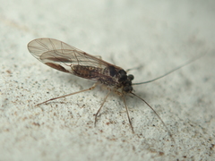 Mesopsocus immunis