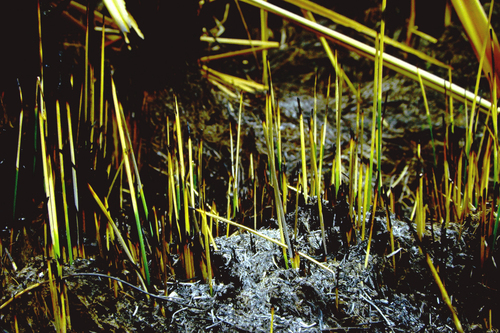 Machaerina rubiginosa iNat (2)