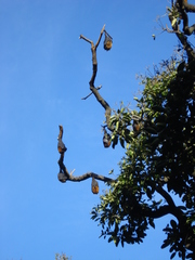 Pteropus poliocephalus