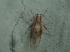 Eucallipterus tiliae