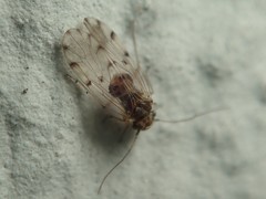 Ectopsocus petersi