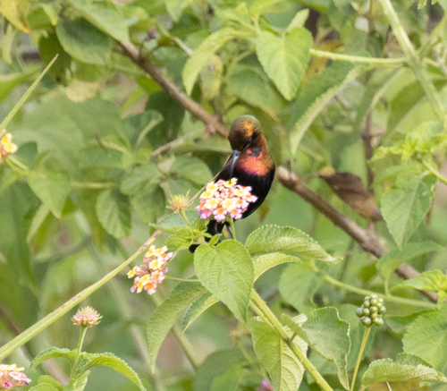 Copper Sunbird (Cinnyris cupreus), photo 10