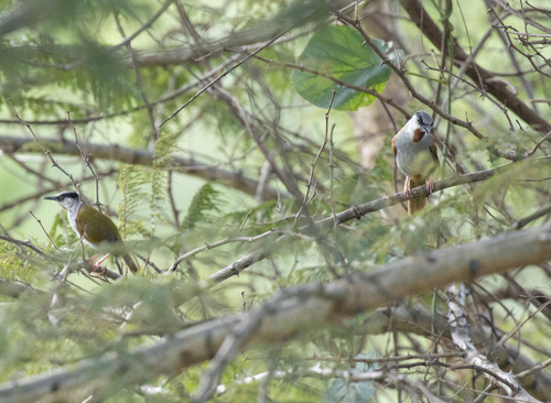 Grey-capped Warbler (Eminia lepida), photo 9