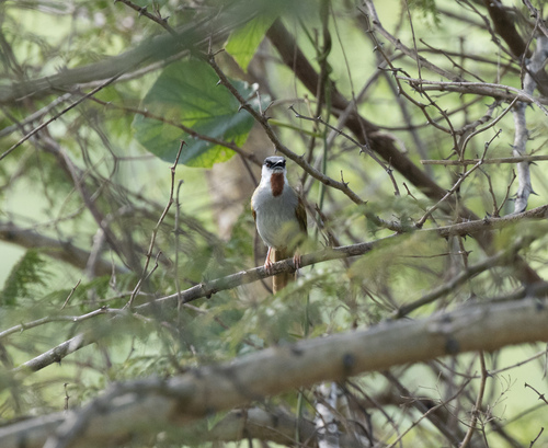 Grey-capped Warbler (Eminia lepida), photo 4