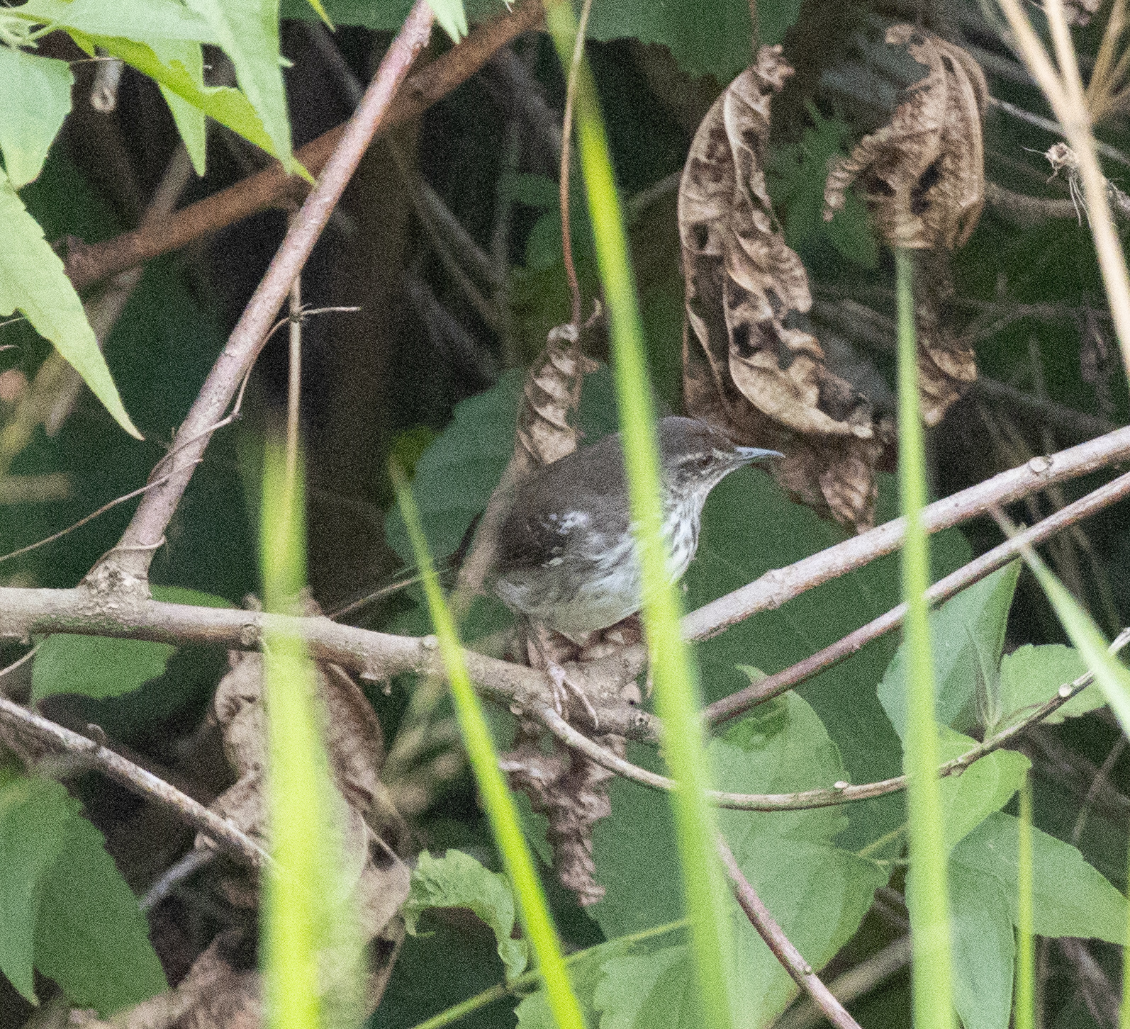 White-winged Swamp Warbler (Bradypterus carpalis), photo 1