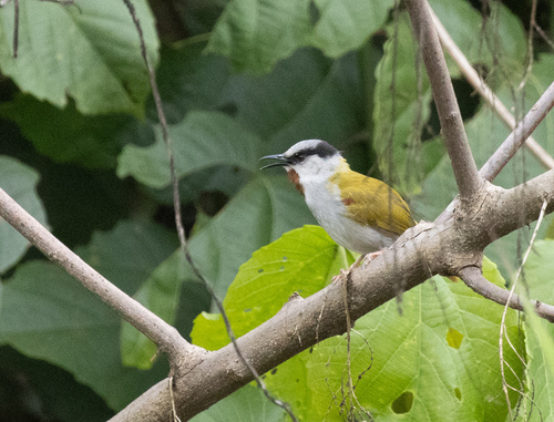 Grey-capped Warbler (Eminia lepida), photo 10