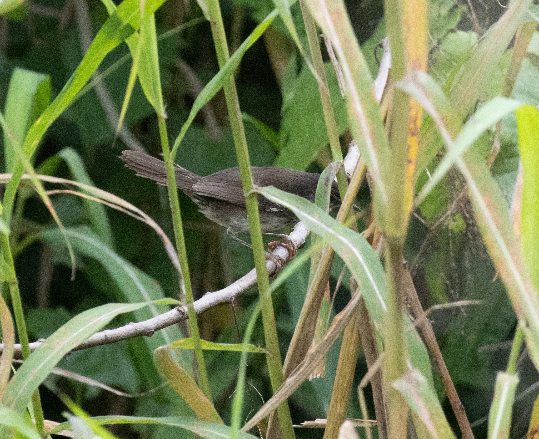 White-winged Swamp Warbler (Bradypterus carpalis), photo 2