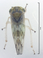 Tremulicerus distinguendus