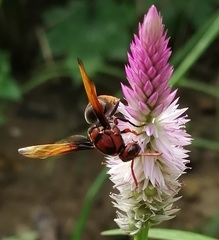 Rhynchium