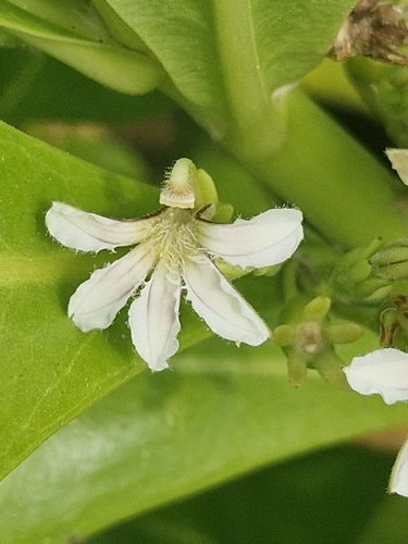 Scaevola taccada (Scaevola taccada)