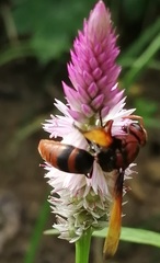 Rhynchium