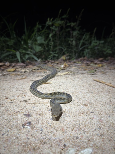 Australian Scrub Python sighting