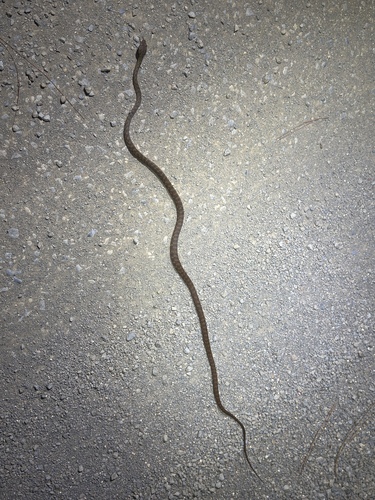 Brown Tree Snake sighting