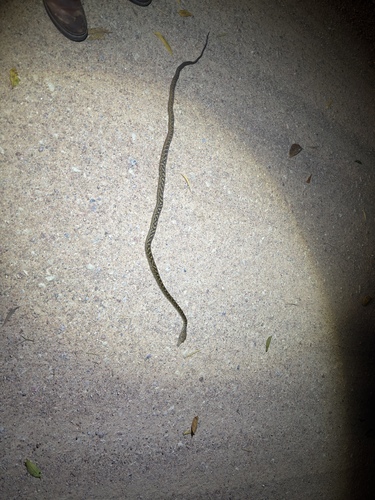 Australian Scrub Python sighting