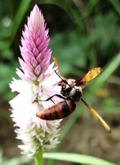 Rhynchium