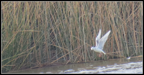 iNaturalist observation photo of Bonaparte's Gull