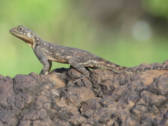 Agama lionotus