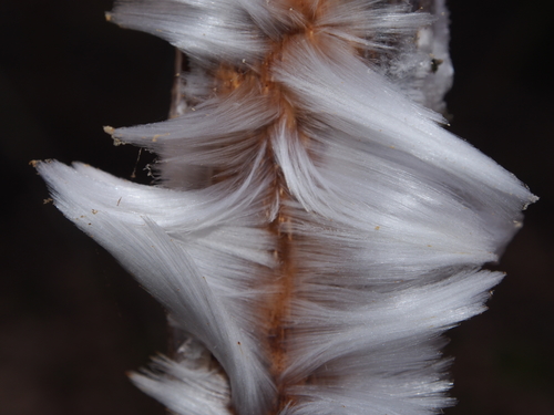 Exidiopsis effusa (Bref. ex Sacc.) Möller