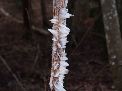 Hair Ice photographed in Estonia