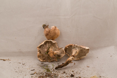 Phellodon violascens