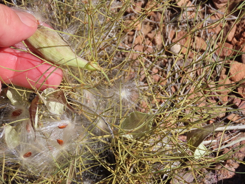 Longhood milkweed