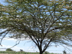 Vachellia kirkii
