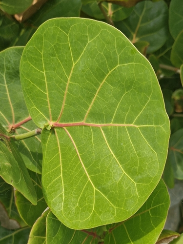 sea grape (Coccoloba uvifera)