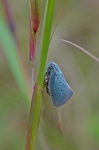 Dworena hyacintha observed 2025-11-07
