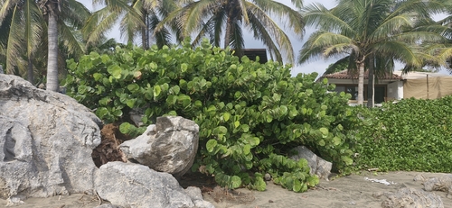Uvero (Coccoloba uvifera)