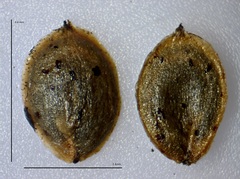 Corispermum americanum