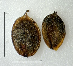Corispermum villosum