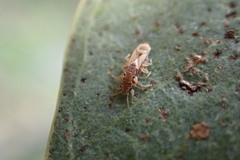 Thaumastocoris peregrinus