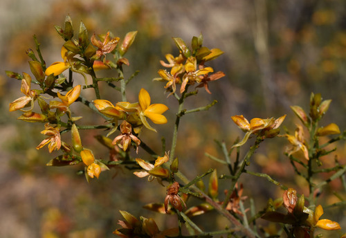 Jacksonia ramosissima, 2025-08-18