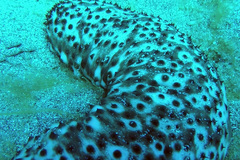 Holothuria sanctori