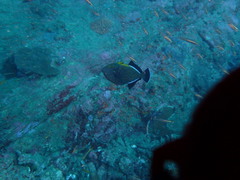 Melichthys indicus