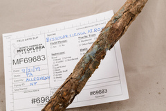 Byssocorticium atrovirens