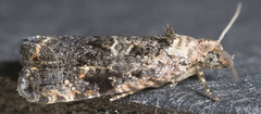 Endothenia montanana