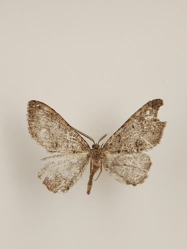 iNaturalist observation photo of Drepanulatrix