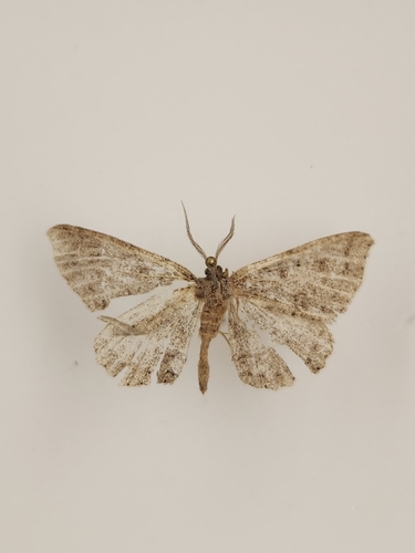 iNaturalist observation photo of Drepanulatrix