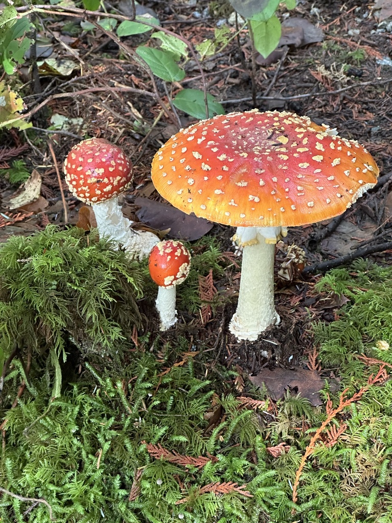 Amanita muscaria flavivolvata · November 2025 · photo: © tristan-plicata (iNaturalist, cc0)