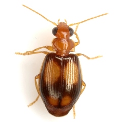 Lebia bumeliae