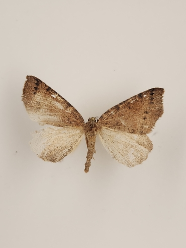 iNaturalist observation photo of Drepanulatrix