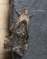 Endothenia montanana