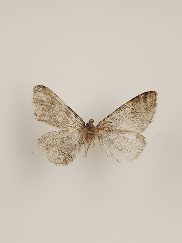 iNaturalist observation photo of Drepanulatrix