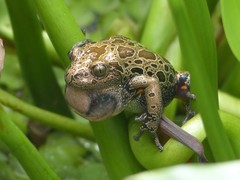 Hylambates maculatus