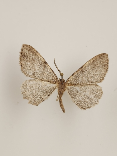 iNaturalist observation photo of Drepanulatrix
