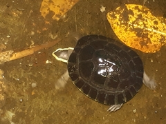 Cuora amboinensis kamaroma