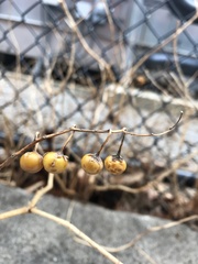 Solanum carolinense